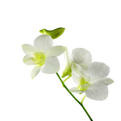 Fototapeta na wymiar Beautiful white orchid flowers isolated on a white background,cl