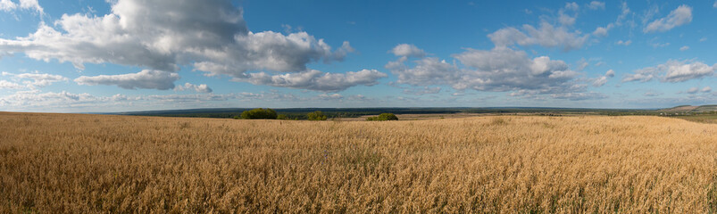 Obraz premium panorama of the corn field