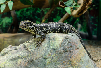 Golden Tegu (Tupinambis teguixin) rests on a stone in the Peruvi