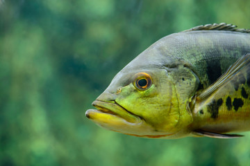 Close-up view of a cichla ocellaris, focus on eye, with shallow