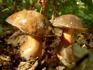 Close up of Boletus Edulis, also known as Penny Bun, in the forest