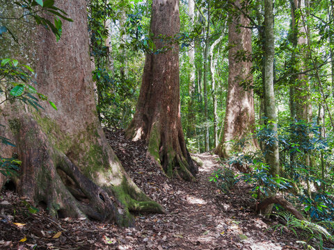 Fototapeta Giant pink-barked brush box (Lophostemon confertus) trees in rainforest in the Green Mountains, Lamington National Park, Queensland, Australia