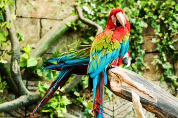 Colorful couple macaws sitting on log, focus on the parrot