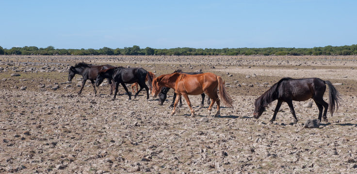 Horses on "Altopiano della Giara"