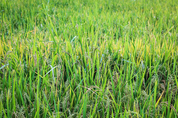 Rice field