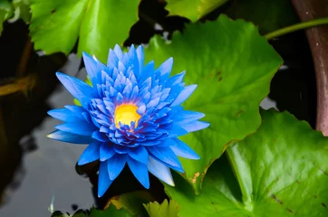 Fotobehang Lotusbloem Blauwe lotus op de vijver
