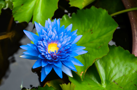 Fototapeta Blue lotus on the pond