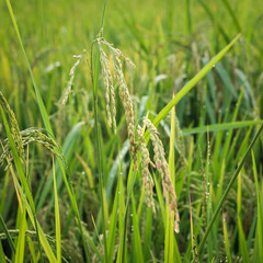 Rice field