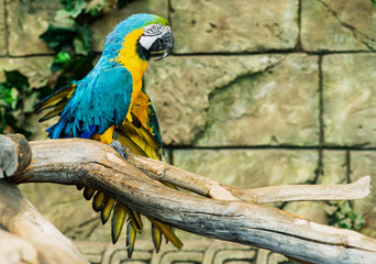 One blue-and-yellow macaw (ara ararauna) sitting on a branch, fo