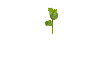 Green small tree isolated on white background with clipping paths.concept for growth of business.