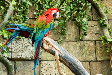 Colorful couple macaws sitting on log, focus on the parrot