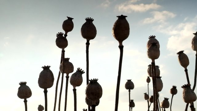 Evening field of poppy heads. Dry flowers are waiting harvesting