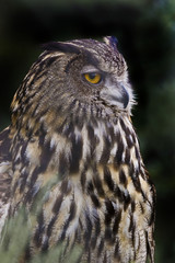 Portrait of a Eagle Owl, Bubo bubo