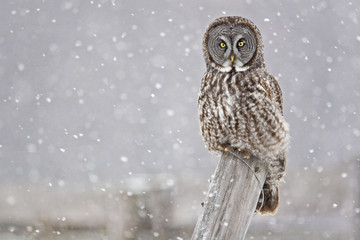 Great Gray Owl, Strix nebulosa, staring at viewer