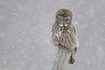 Great Gray Owl, Strix nebulosa, staring