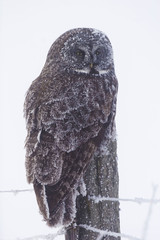 Great Gray Owl, Strix nebulosa,, covered in frost