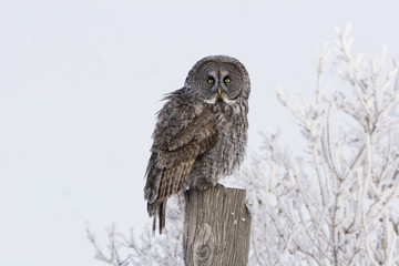 Great Gray Owl, Strix nebulosa, in a frosty landscape