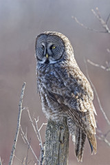 Vertical of Great Gray Owl, Strix nebulosa
