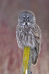 Vertical of Great Gray Owl, Strix nebulosa, perched