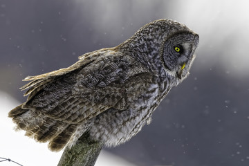 Great Gray Owl, Strix nebulosa, in winter