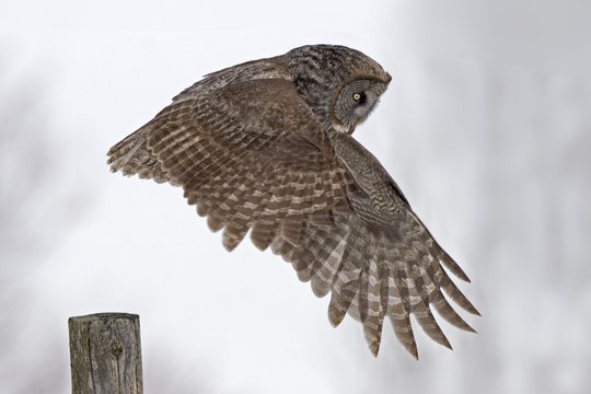 Great Gray Owl, Strix nebulosa, flying from perch