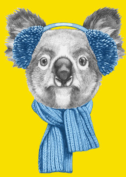 Portrait of Koala with scarf and earmuffs. Hand drawn illustration.