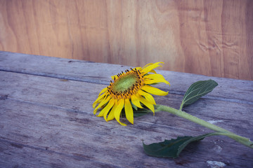 Sunflower on brown  wooden background