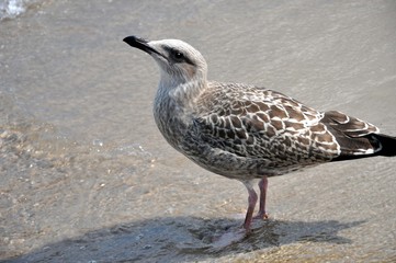 Eine junge Möwe am Wasser
