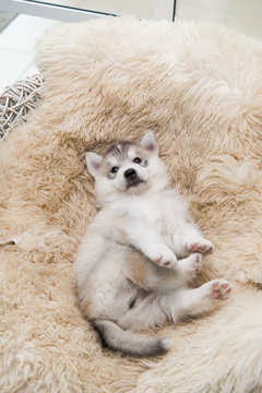 cute siberian husky puppy lying