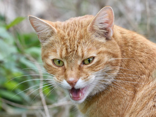 Domestic Cat (Felis catus)