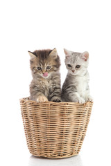 Fototapeta na wymiar Two kittens licking lips in a basket