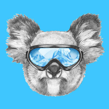 Portrait of Koala with ski goggles. Hand drawn illustration.