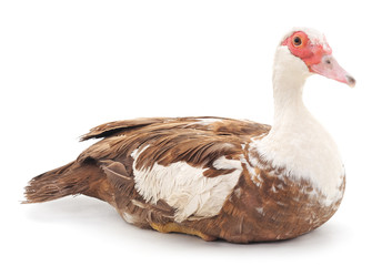Brown duck.