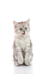 Cuye tabby kitten standing with hind legs