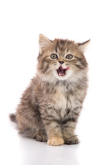 Cute tabby kitten sitting and licking lips up on white backgroun