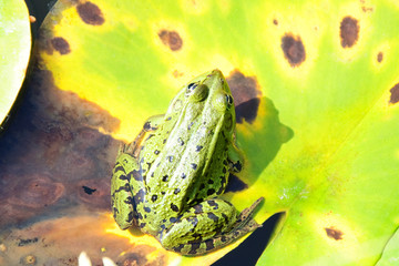 Teichfrosch auf Seerosenblatt sitzend