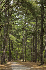 Fototapeta na wymiar Pine Tree Trail