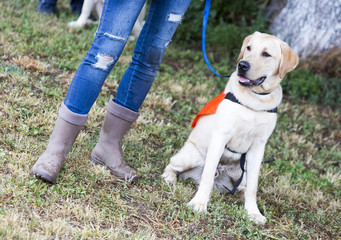 Trainer and labrador retriever guide dog