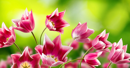 image of many beautiful flowers