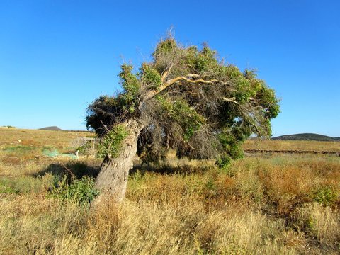 Tree Bent By The Wind