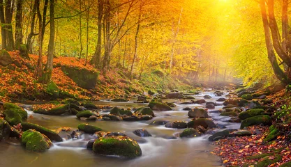 Poster Rivière forestière Rivière magique de paysage dans la forêt d& 39 automne au soleil.