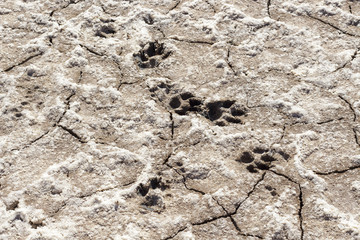 Dog footprints on the floor of a dry salt lagoon
