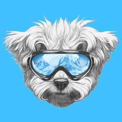 Portrait of Maltese Poodle with ski goggles. Hand drawn illustration.