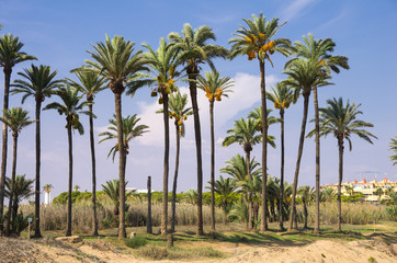 Fototapeta na wymiar Date palms