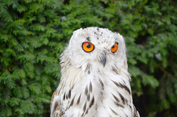 Western Siberian eagle-owl (Bubo bubo sibiricus)