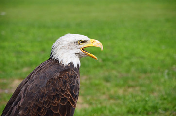 Bald Eagle (Haliaeetus leucocephalus)