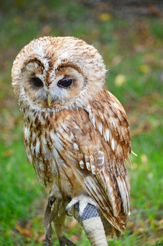 The tawny owl or brown owl (Strix aluco).