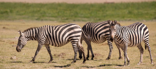 Fototapeta na wymiar Zebras in Amboseli National Park, Kenya