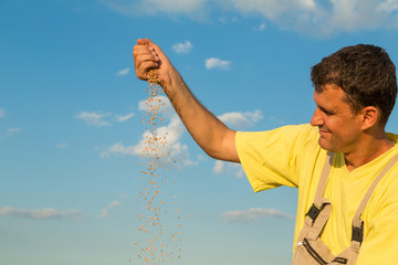 Farmer inspecting freshly harvested wheat grains