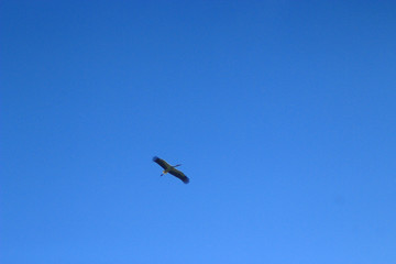 Fototapeta na wymiar stork flying in the blue sky